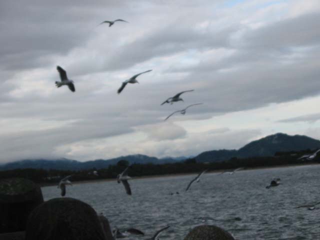 ooyakaigan2 004